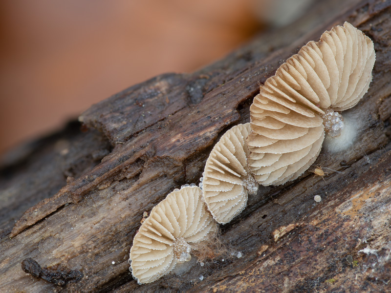 Simocybe rubi